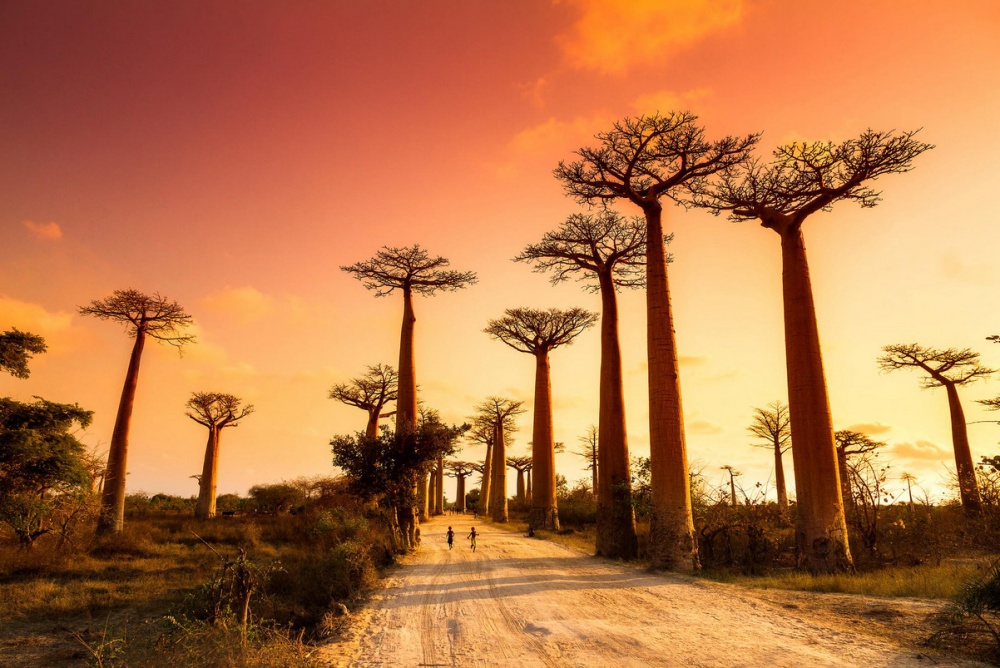 Baobab Grove in Madagascar