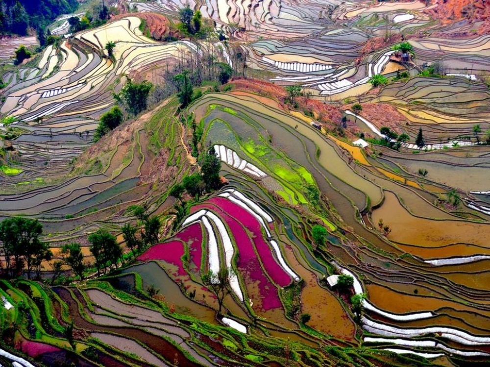Rice terraces of Yuanyang County, China